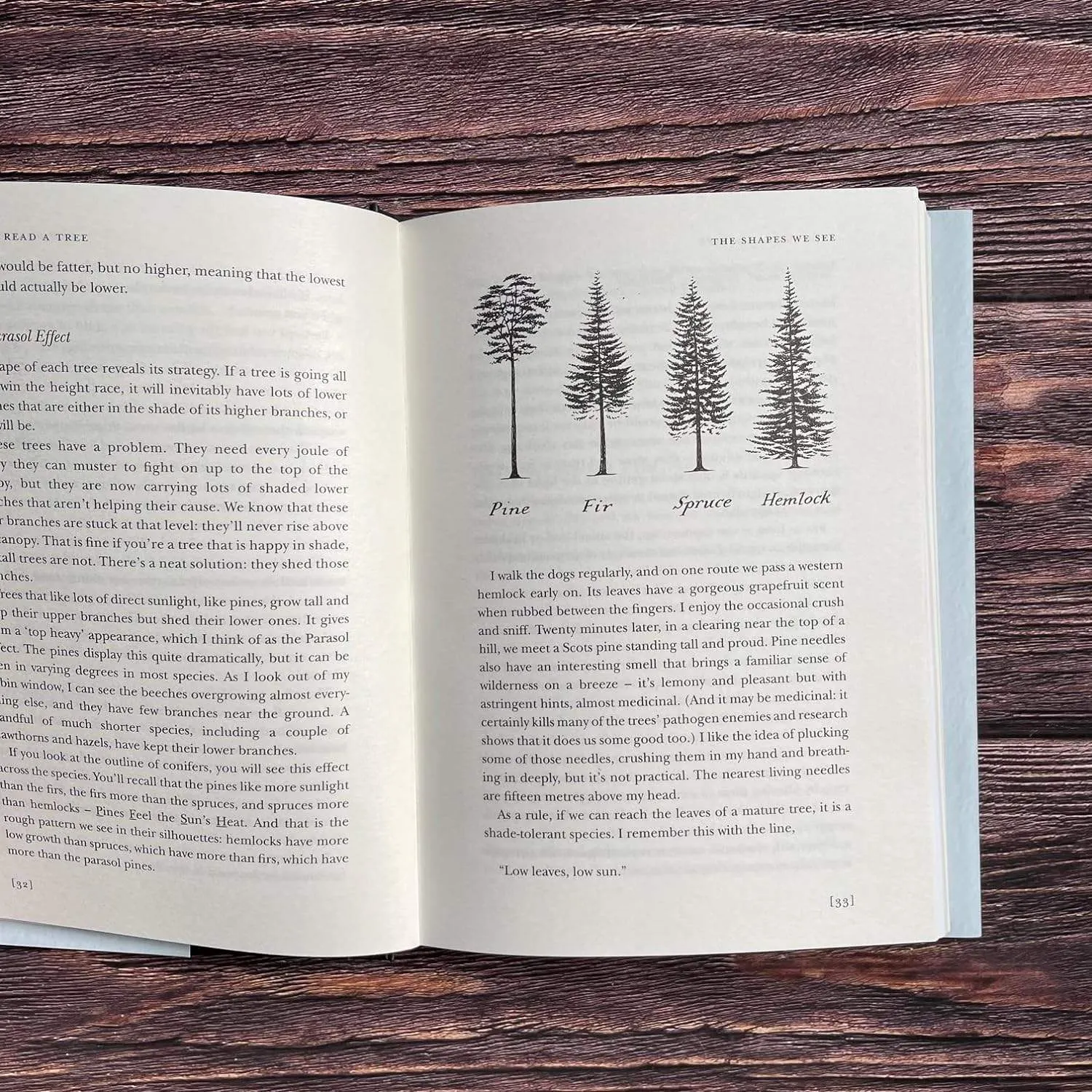 How to Read a Tree: Clue & Patterns from Roots to Leaves