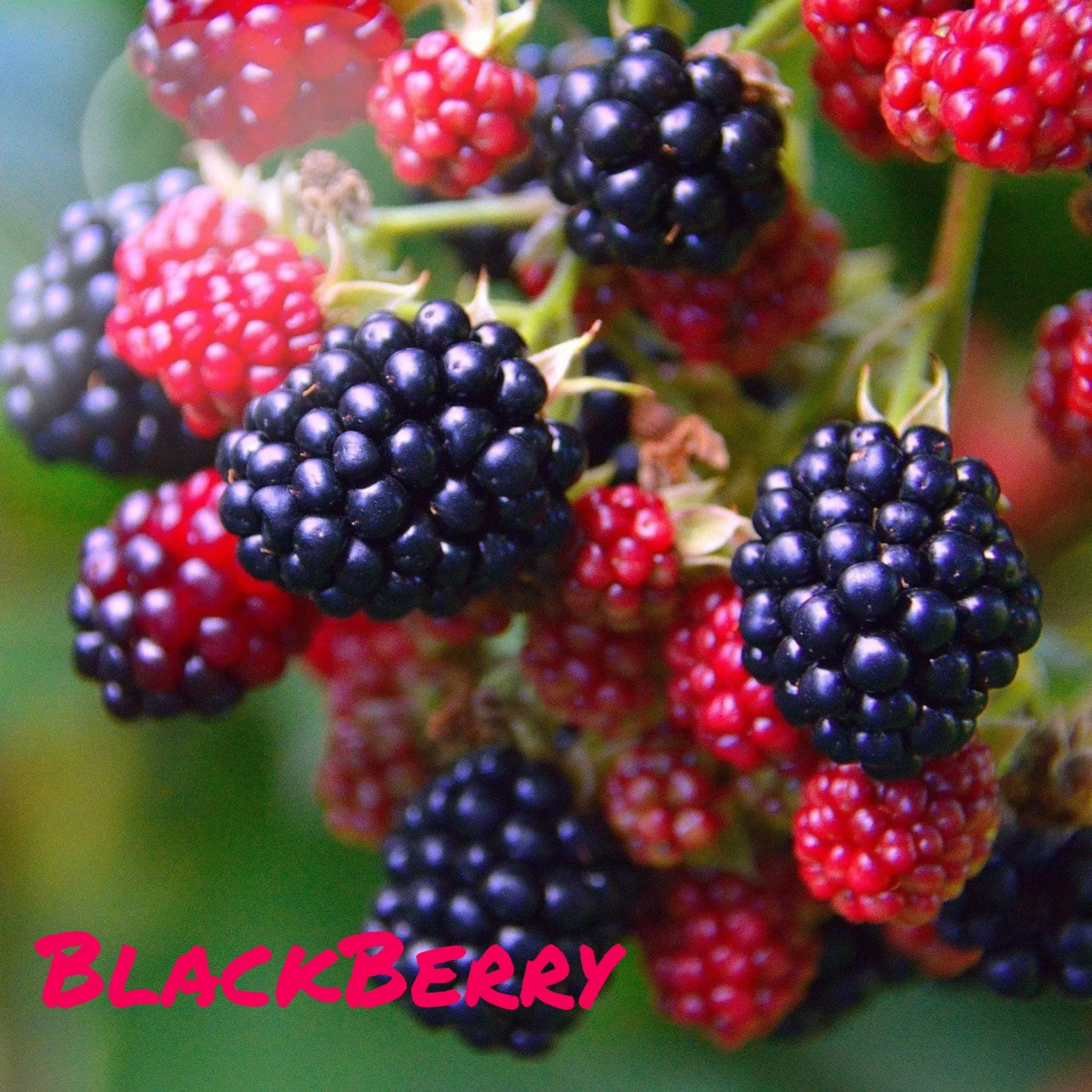 Trickster Teachers - Blackberry CLEARANCE