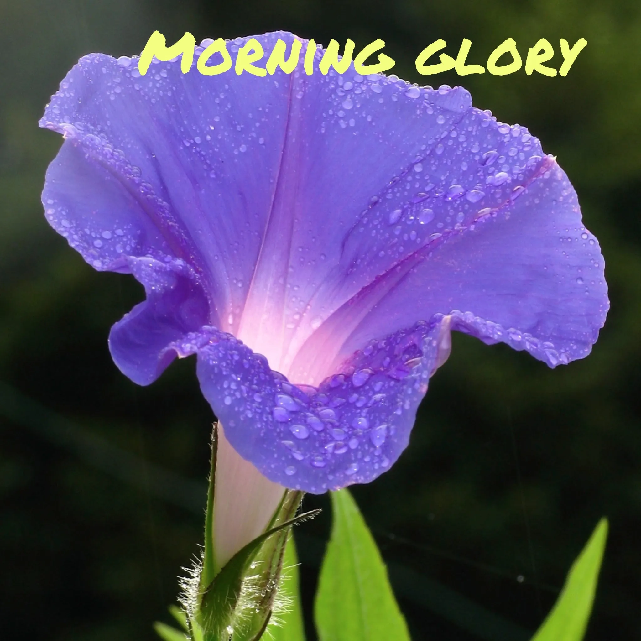 Trickster Teachers - Morning Glory  CLEARANCE